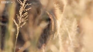 Animal vedio