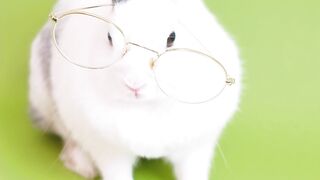 scientist rabbit with friends