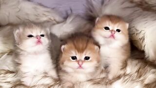 Cats Three little critters ???????????? @_nerfs_ #bsh #blh