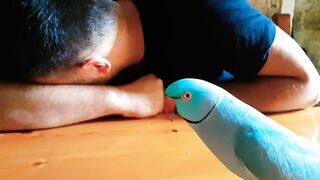 Crying Parrot Act