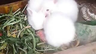 Cute Rabits