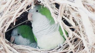 Love Birds
