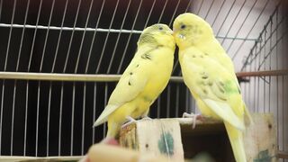Love Birds
