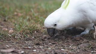 Parrot
