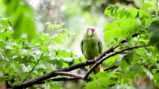 parrot