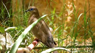 Butiful Birds