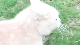 Entertainment