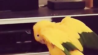 funny parrot talking to tv | funny videos | subscribe