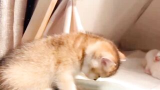 Cute cats funny clips