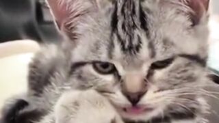 Cats attack