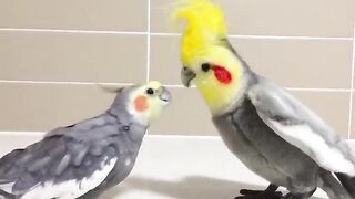 parrort talking | funny videos | memes | subscribe