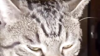 Cat reaction