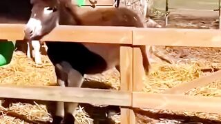 Funny Video