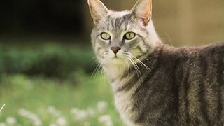 Beautiful Cute Cat