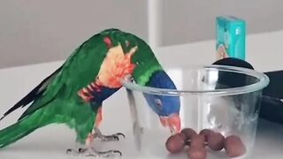 Parrot Talking me