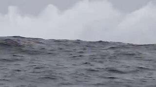Fish video like bird