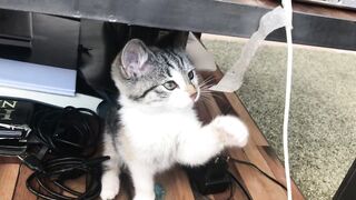 Cute Cat playing