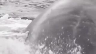 Fish in fire