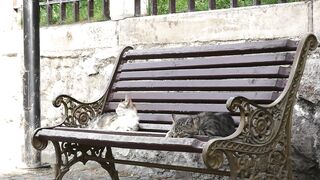 Beautiful Cute Cats set on park banch