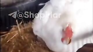 Are these chickens cats?