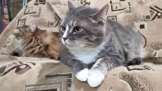 Beautiful Cute Cat