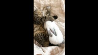 Cute Cat and Rabbit sleeping