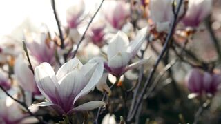 Pink_Purple_Flower__4K_Video_Non_Copyright