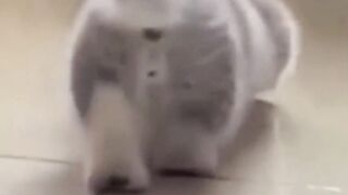 Beautiful cats baby ????????