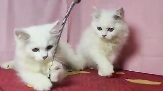 Cat Fight