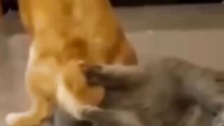 Haha Soo funny dog and cat see end????????