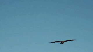 eagle flying video 2023