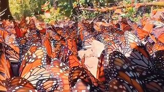 Beautiful scene. Flying in butterfly ????