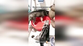 TikTok приколы#3