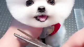 Làm_tóc_hình_quả_bóng_cho_Phốc_SócDog pet puppy pomarenion grommung teddy bear style