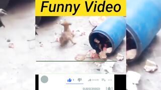 Funny Video