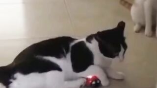 Смешные видео