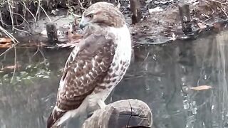 A juvenile red tailed hawk in The Ravine at Central Park this Tuesday. They were three flying around there, beautiful!