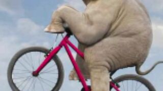 Elephant is cycling