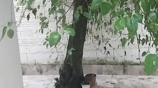 Video de natureza 2