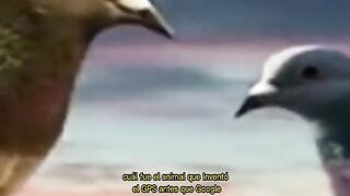 El GPS de las palomas