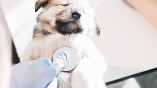 VETERINARIAN CLINIC 155422