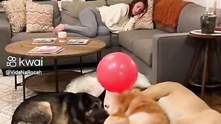 Pegadinha pets