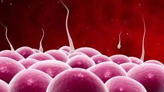 FERTILITY 2