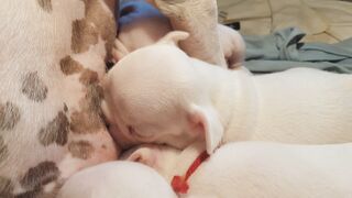 newborn puppy7