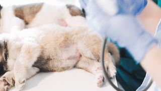 VETERINARIAN CLINIC 145