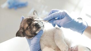 VETERINARIAN CLINIC 144