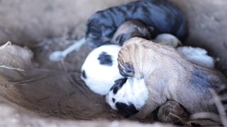 newborn puppy