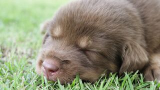 newborn puppy 19