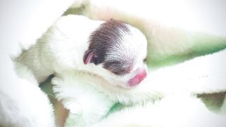 newborn puppy 5