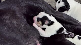 newborn puppy 2
